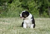 BERGER AUSTRALIEN PUPPIES 342